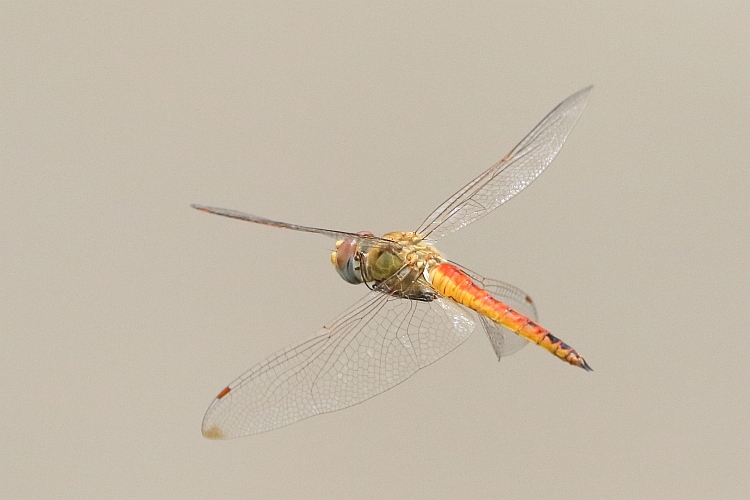 Pantala flavescens (Wandering Glider) male 3.JPG